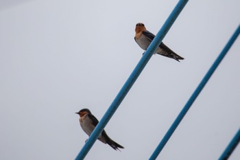 Pacific Swallow Amami Island(General) Mon, 2/19/2024