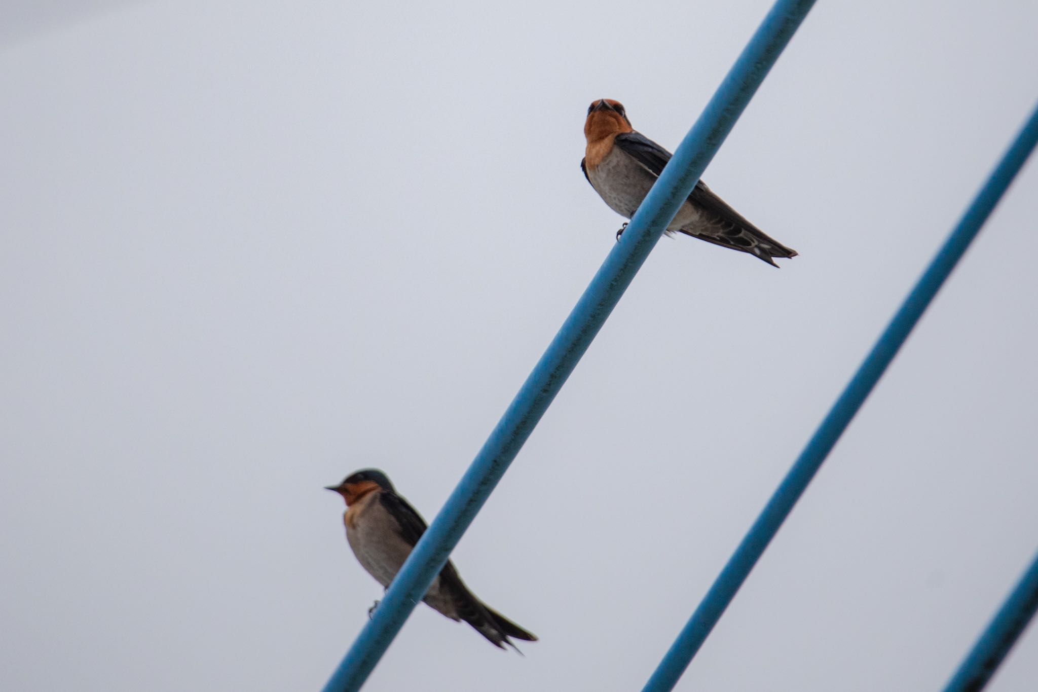 Photo of Pacific Swallow at Amami Island(General) by 東海林太郎