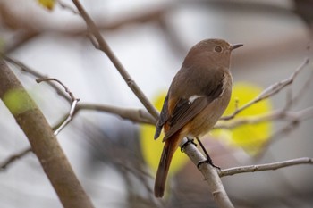 Daurian Redstart Amami Island(General) Mon, 2/19/2024