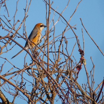 Bull-headed Shrike Kabukuri Pond Sun, 2/18/2024