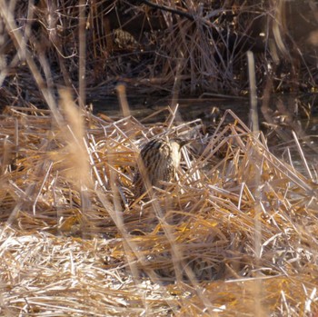 Eurasian Bittern Izunuma Sun, 2/18/2024