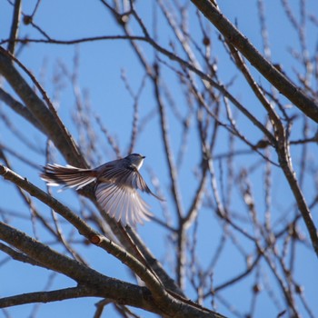 Long-tailed Tit Izunuma Sun, 2/18/2024