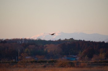 ノスリ 蕪栗沼 2024年2月18日(日)