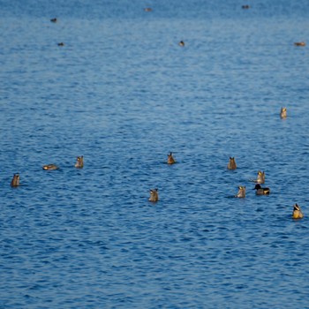 Eurasian Teal Kabukuri Pond Sun, 2/18/2024