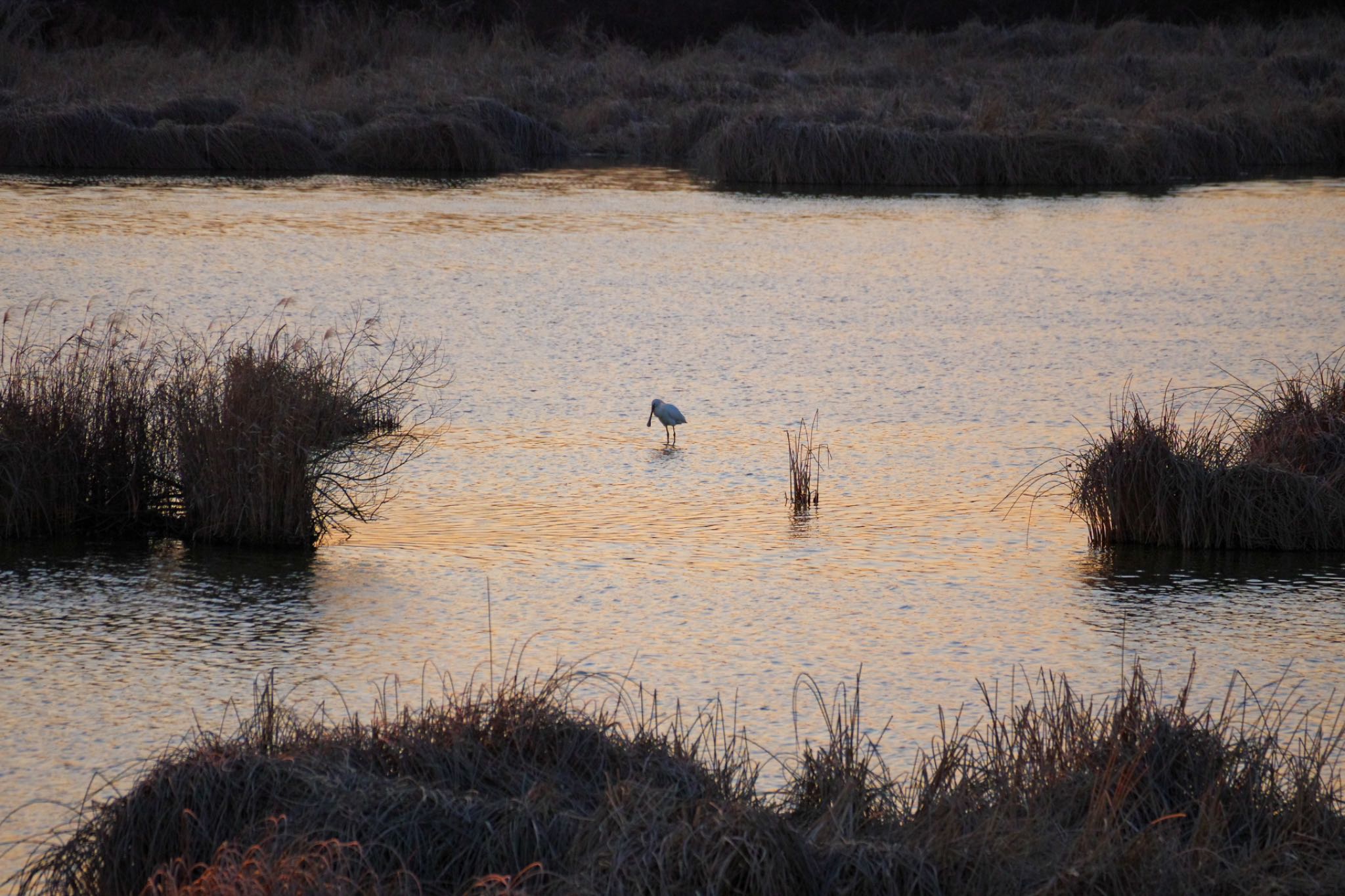 Photo of Eurasian Spoonbill at Kabukuri Pond by モズもず