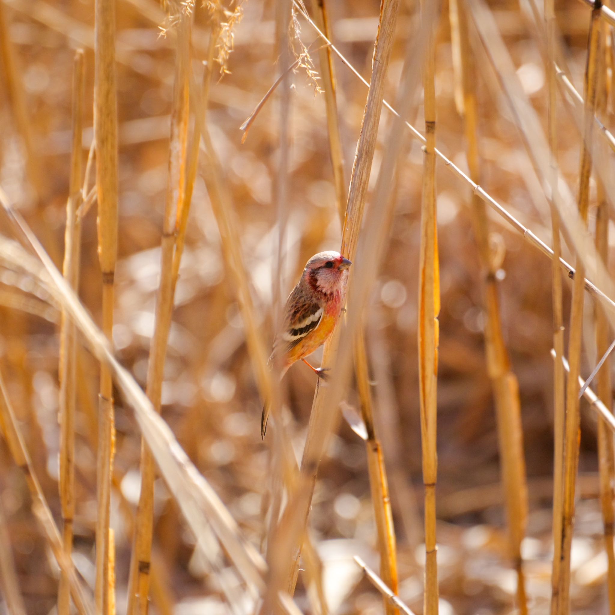 Photo of Siberian Long-tailed Rosefinch at Izunuma by モズもず