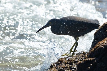 Pacific Reef Heron Unknown Spots Sat, 2/17/2024