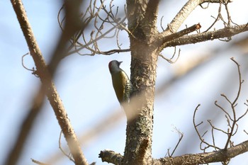 2018年10月29日(月) 三河湖園地の野鳥観察記録