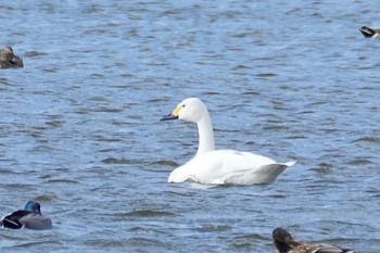 2024年2月19日(月) 夏目の堰 (八丁堰)の野鳥観察記録