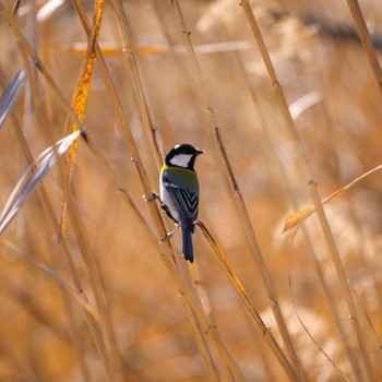 Japanese Tit Izunuma Sun, 2/18/2024