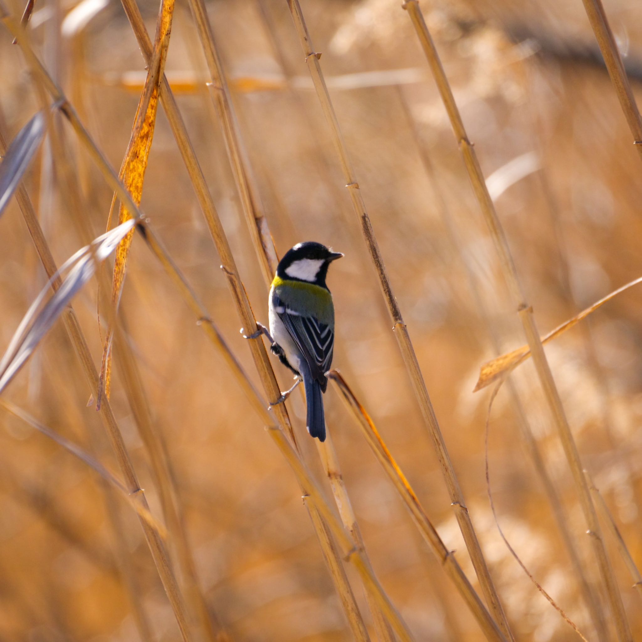 Japanese Tit