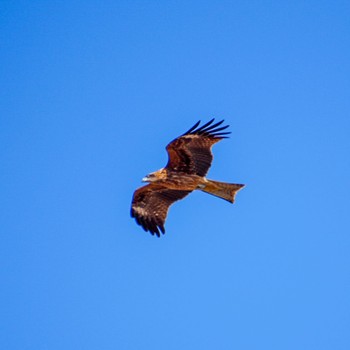 Black Kite Izunuma Sun, 2/18/2024