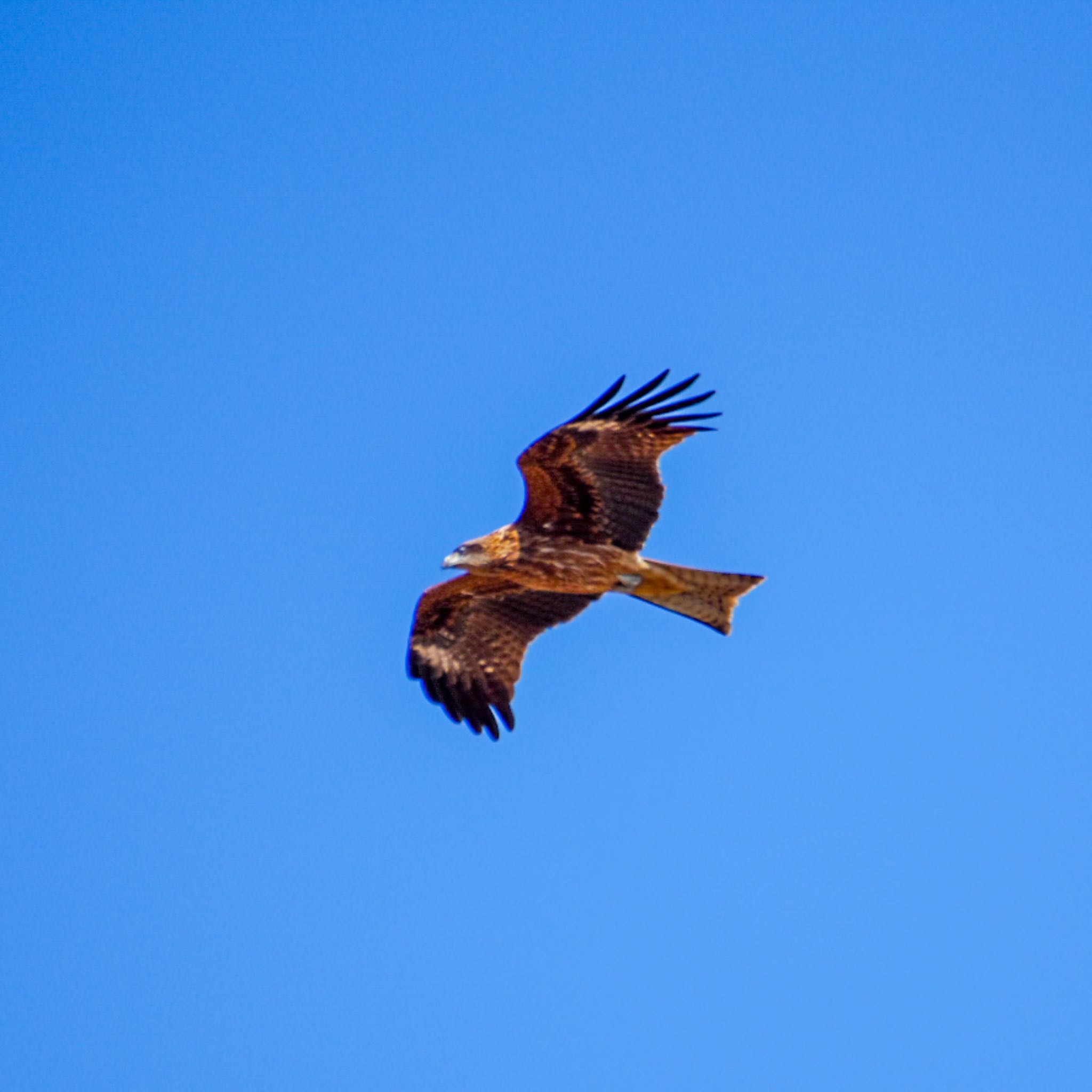 Photo of Black Kite at Izunuma by モズもず