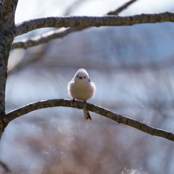 Long-tailed tit(japonicus) Izunuma Sun, 2/18/2024