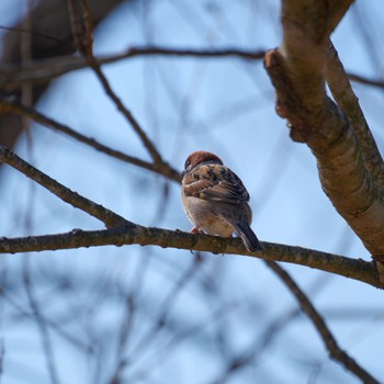 Eurasian Tree Sparrow Izunuma Sun, 2/18/2024