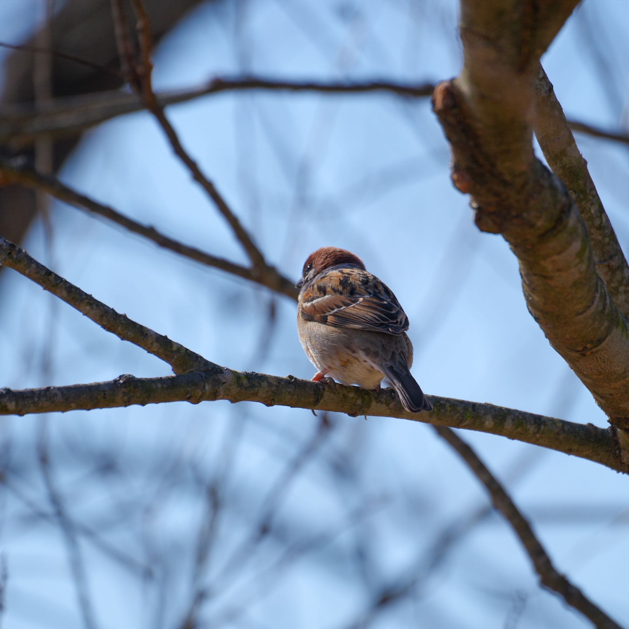 Eurasian Tree Sparrow