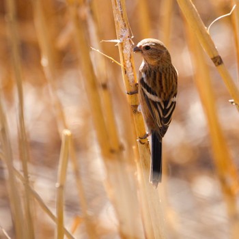 Siberian Long-tailed Rosefinch Izunuma Sun, 2/18/2024