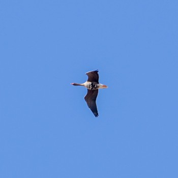 Greater White-fronted Goose Izunuma Sun, 2/18/2024