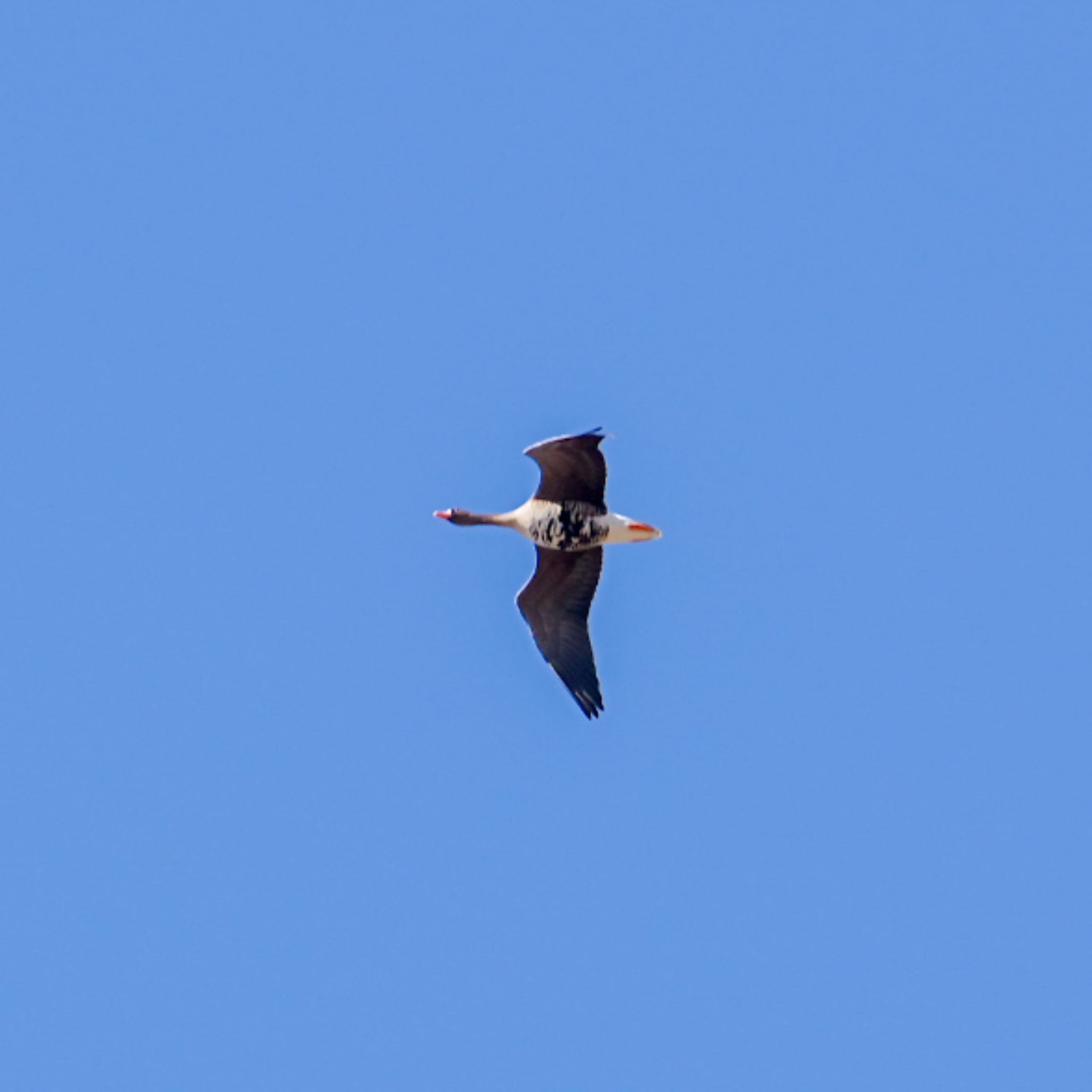 Greater White-fronted Goose