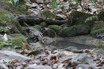 未同定 プーキィアオ野生動物保護区 2020年2月10日(月)