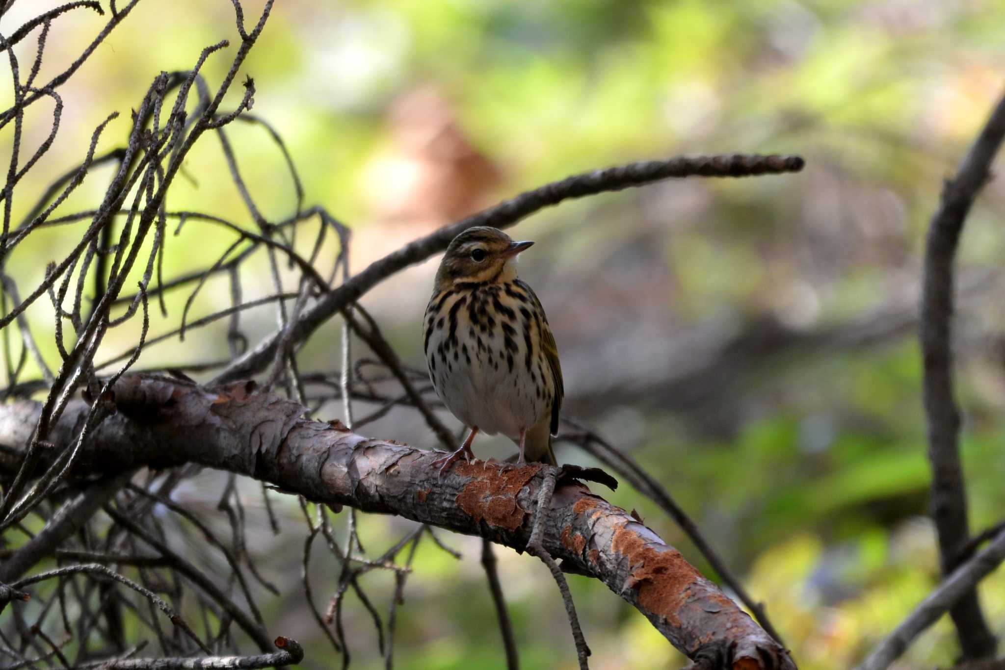 Photo of Olive-backed Pipit at 三河湖園地 by ポッちゃんのパパ