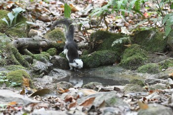 未同定 プーキィアオ野生動物保護区 2020年2月10日(月)