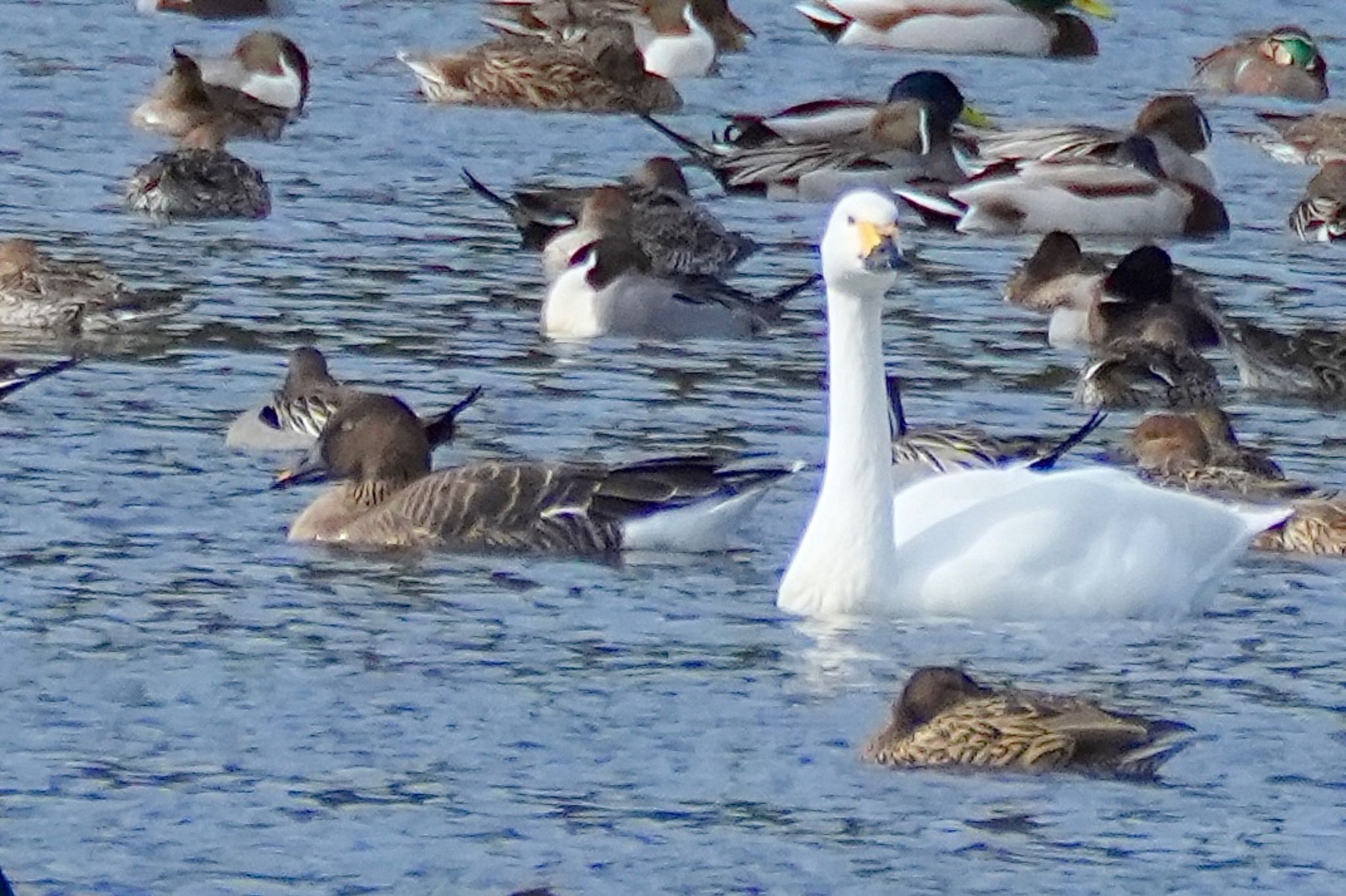 Tundra Bean Goose