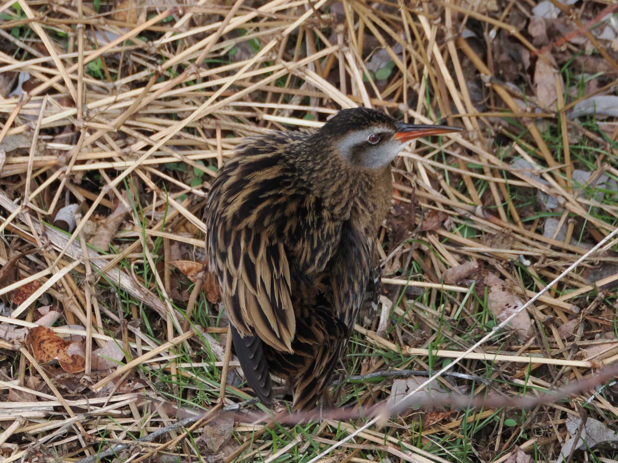 Brown-cheeked Rail