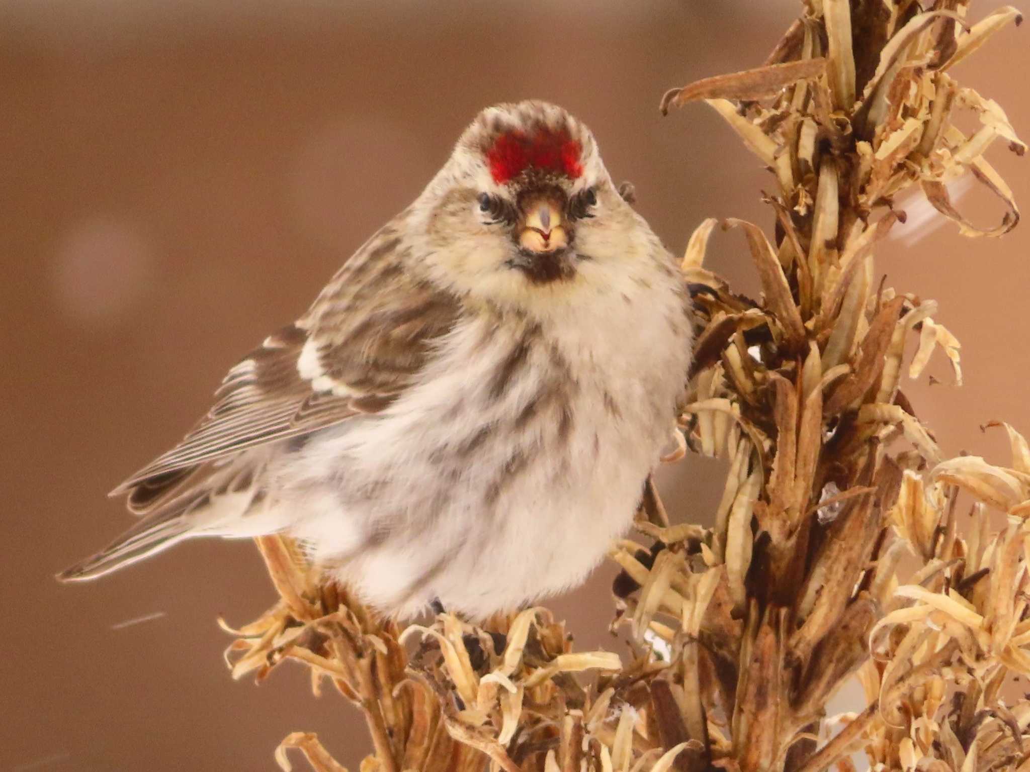 Photo of Common Redpoll at Makomanai Park by ゆ