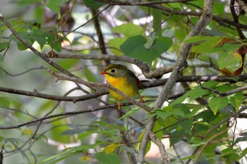 ソウシチョウ 三河湖園地 2018年10月29日(月)