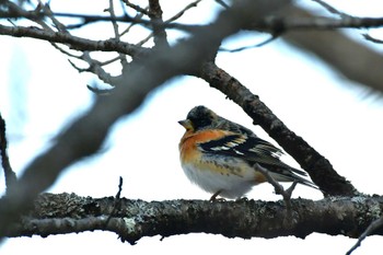 Brambling Unknown Spots Sat, 2/17/2024