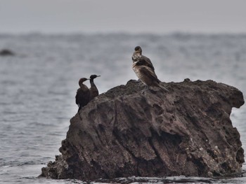 Pelagic Cormorant 真鶴岬 Sat, 2/17/2024