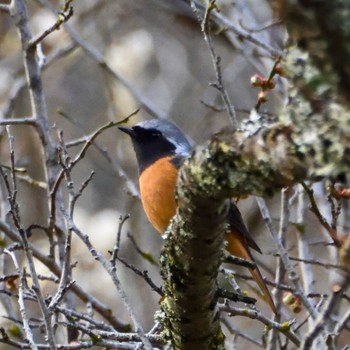 Daurian Redstart Mt. Takao Sun, 2/18/2024