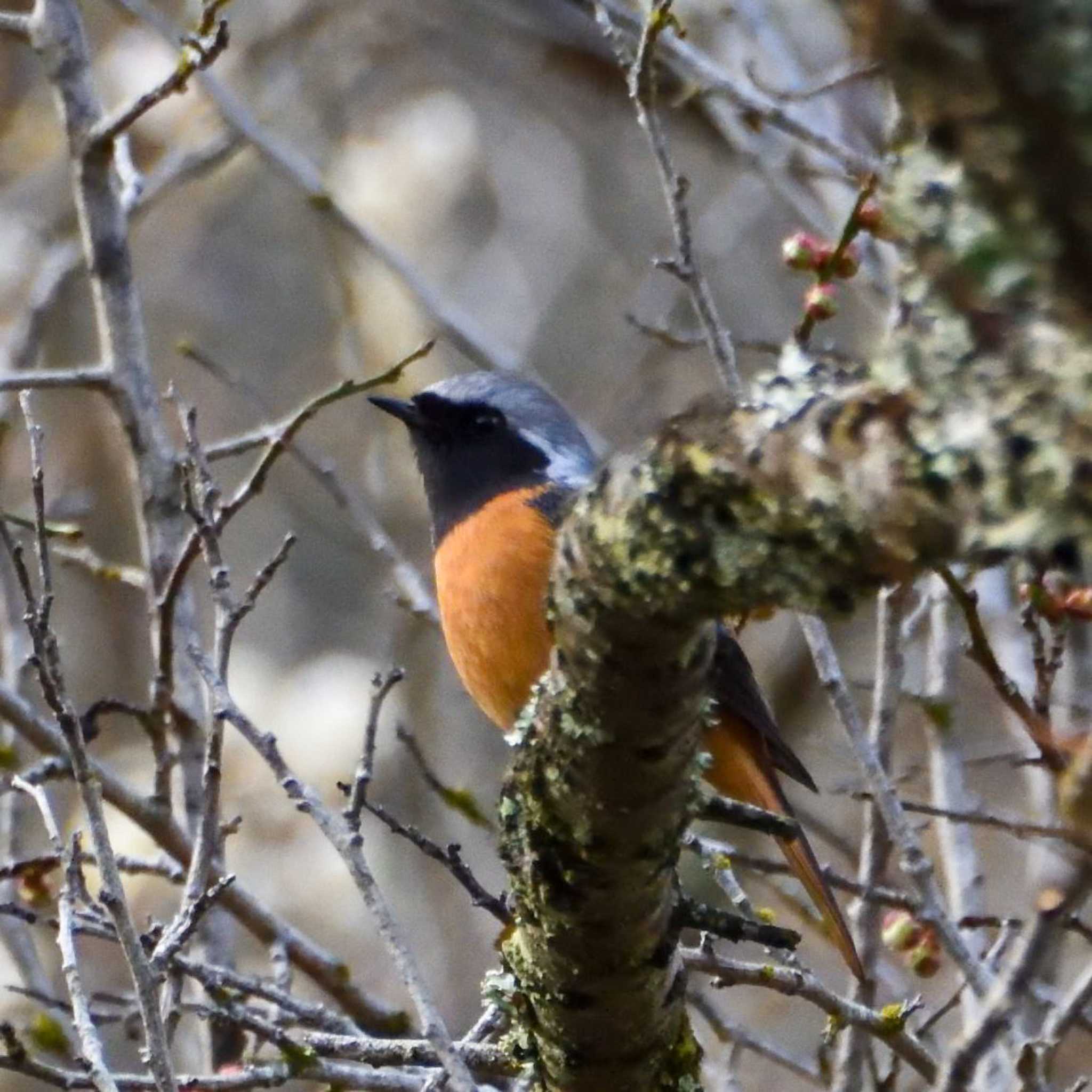 Photo of Daurian Redstart at Mt. Takao by Mr.Quiet