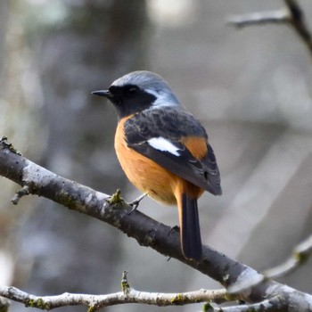 Daurian Redstart Mt. Takao Sun, 2/18/2024