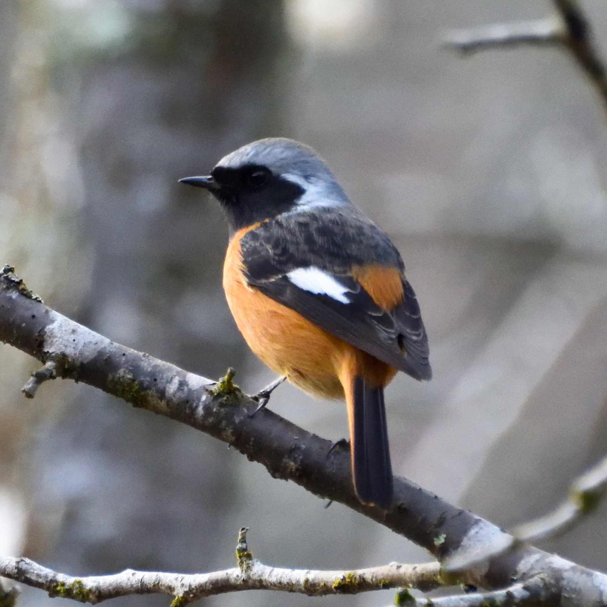 Photo of Daurian Redstart at Mt. Takao by Mr.Quiet