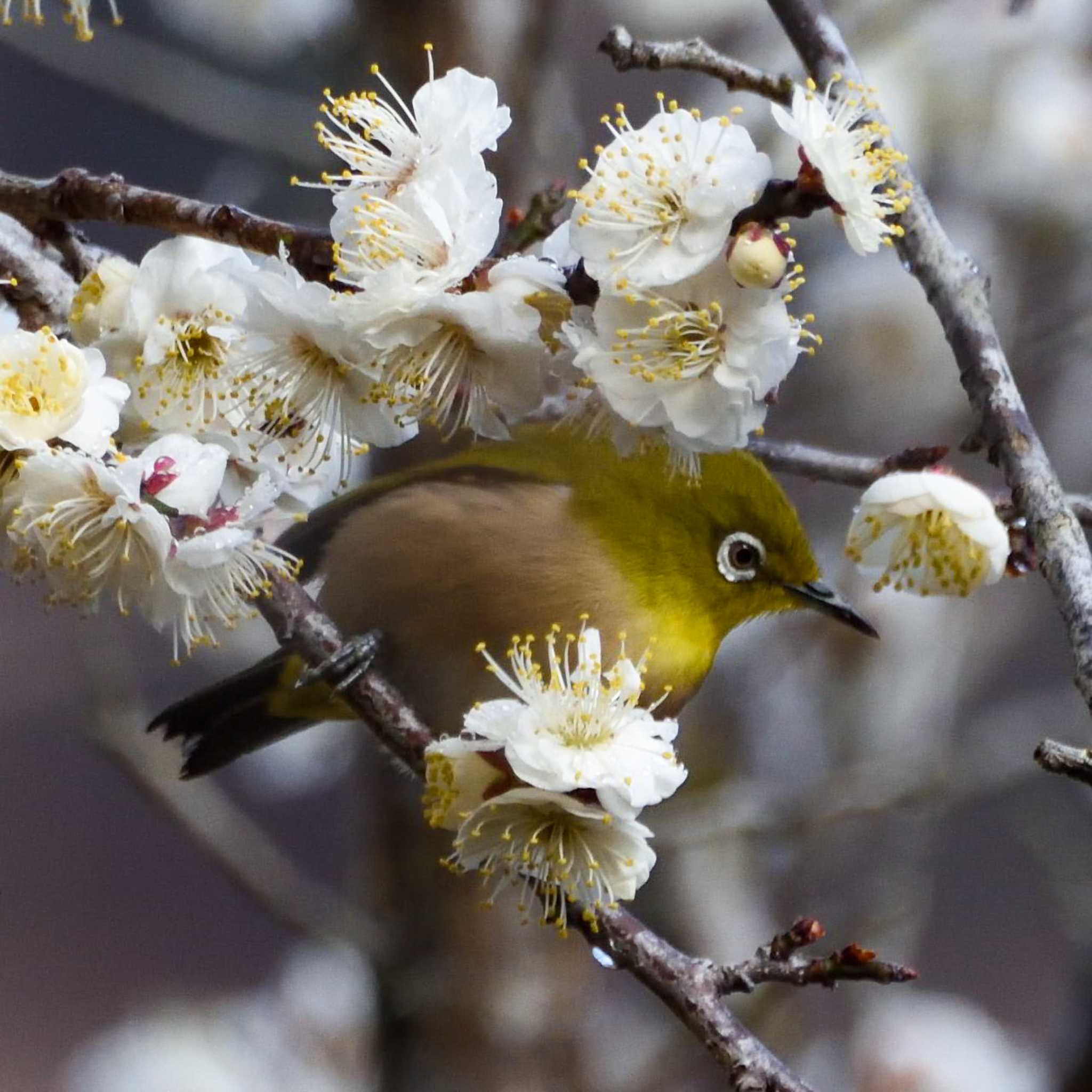 Photo of Warbling White-eye at Mt. Takao by Mr.Quiet