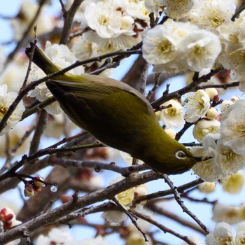 Warbling White-eye Mt. Takao Sun, 2/18/2024