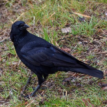 Carrion Crow Mt. Takao Sun, 2/18/2024