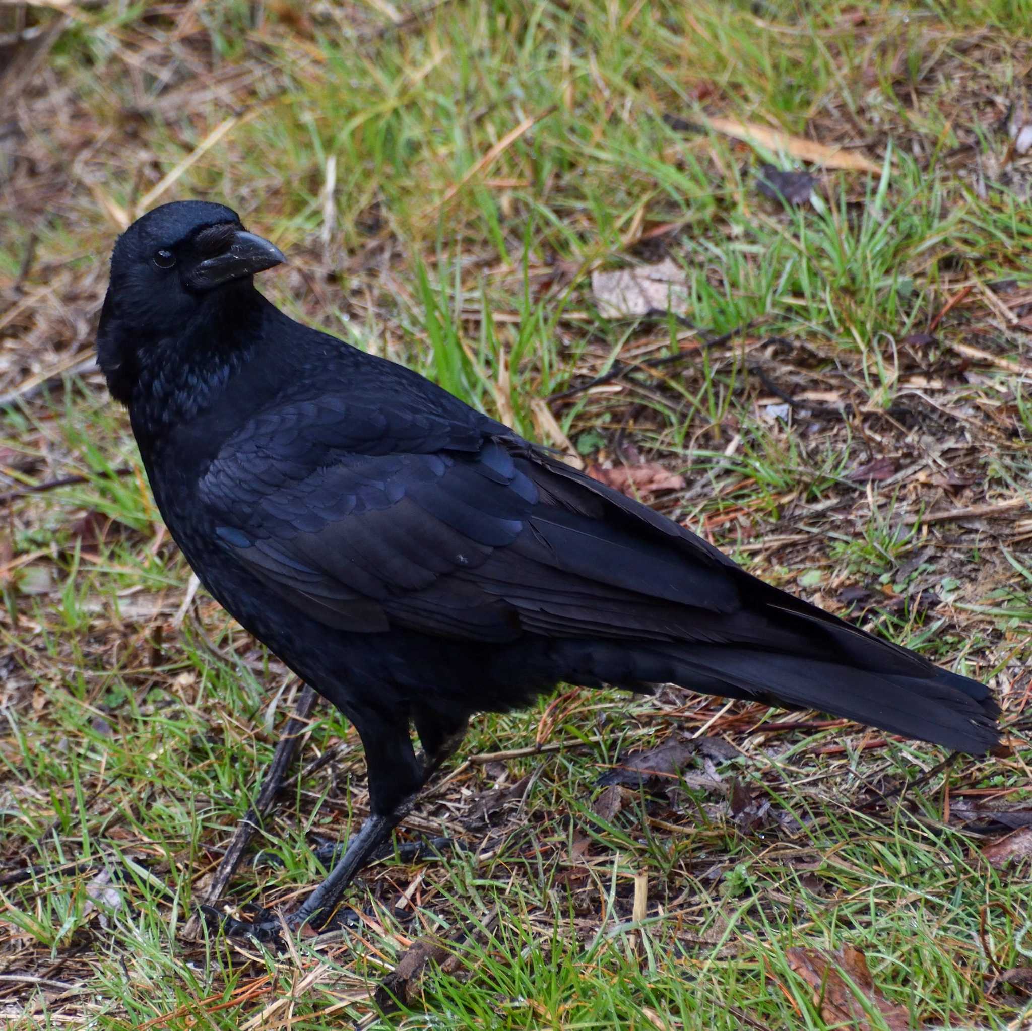 Photo of Carrion Crow at Mt. Takao by Mr.Quiet