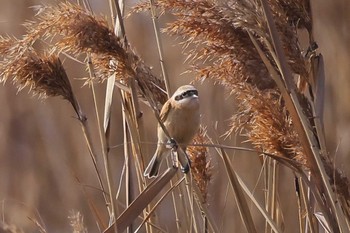 Chinese Penduline Tit Daijugarami Higashiyoka Coast Sun, 2/11/2024