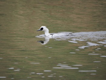 2024年2月17日(土) 新横浜公園の野鳥観察記録