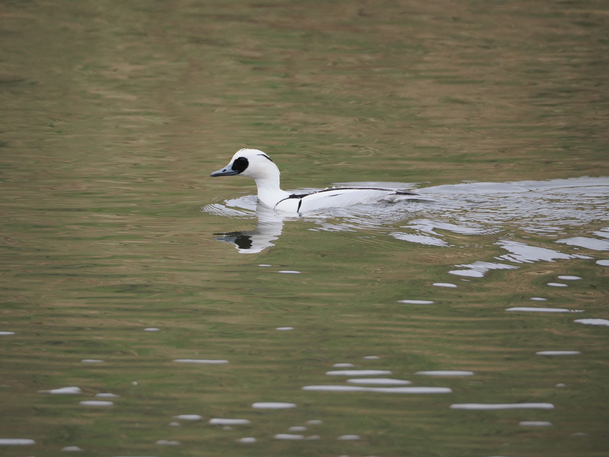 Smew