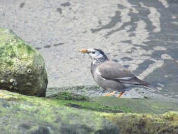 White-cheeked Starling 東品川海上公園(東京都品川区) Sun, 2/18/2024