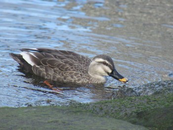 Eastern Spot-billed Duck 東品川海上公園(東京都品川区) Sun, 2/18/2024