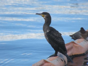 Great Cormorant 東品川海上公園(東京都品川区) Sun, 2/18/2024