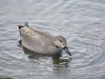 Gadwall 東品川海上公園(東京都品川区) Sun, 2/18/2024