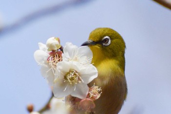 Warbling White-eye ＭＦ Sat, 2/17/2024