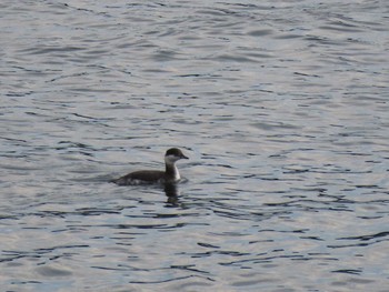 Horned Grebe 志津川湾 Thu, 2/15/2024