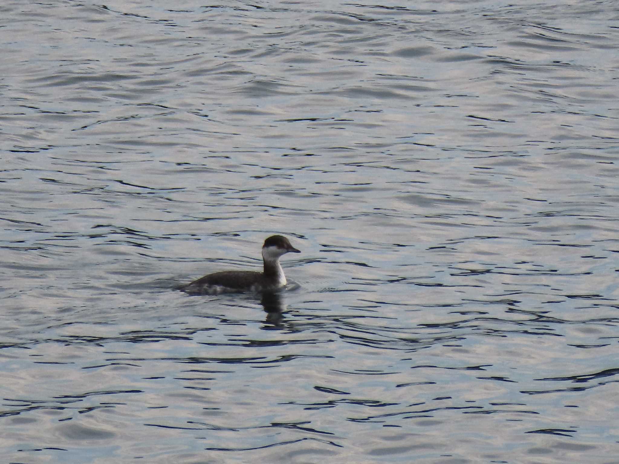 Horned Grebe